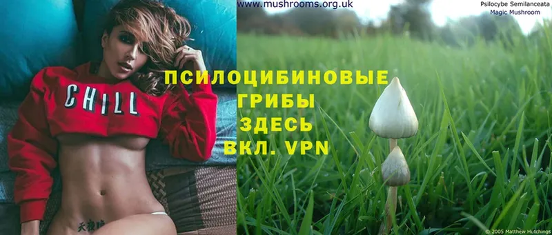 Псилоцибиновые грибы Psilocybe  Костомукша 